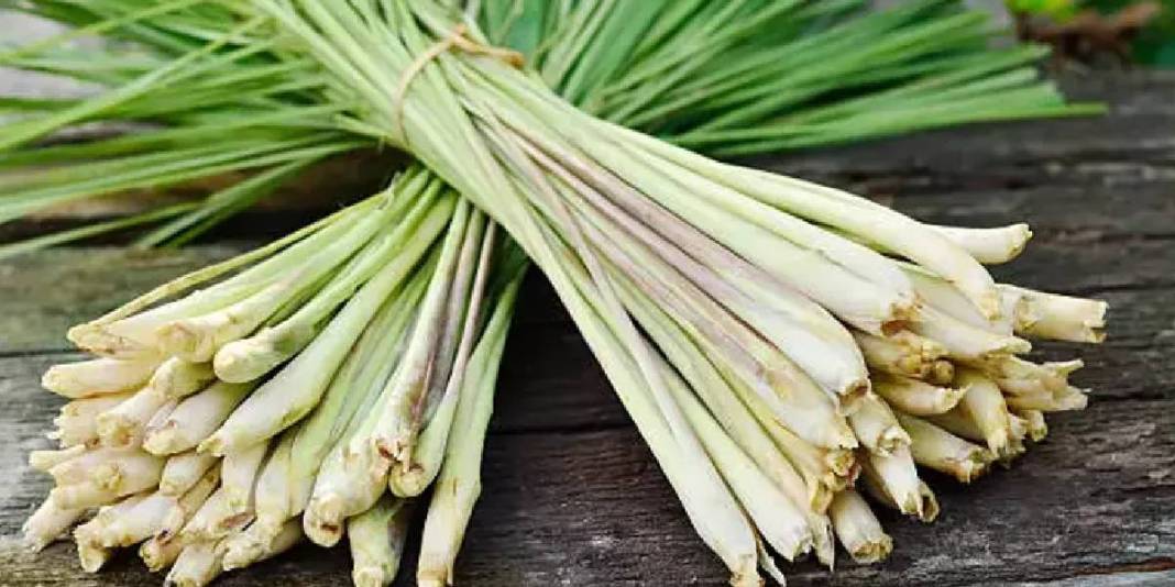 Asırlar önce İbn-i Sina öneriyordu, tüm dünyaya yayıldı! Vücudu resetliyor, kalbi iyileştiriyor: Türkiye’de kıymeti bilinmiyor 1